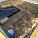 jardin d'assainissement roseaux